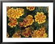 Tagetes Moll Flanders Marigold by Bob Challinor Limited Edition Print