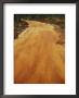 A Dirt Road Traveling Through A Forest by Raymond Gehman Limited Edition Print