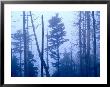 Spruce Trees In Cloud, Great Smoky Mountains National Park, United States Of America by Richard I'anson Limited Edition Print