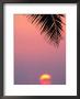 Palm Frond Silhouetted At Sunset, U.S.A. by Ann Cecil Limited Edition Print