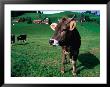 Cows On Pasture, Appenzel Innerhoden, Switzerland by Martin Moos Limited Edition Print