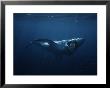 Great White Shark, Swallowing Bait, South Australia by Gerard Soury Limited Edition Print