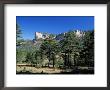 Pine Forest And Cliffs Above The Jucar Gorge, Cuenca, Castilla-La Mancha (New Castile), Spain by Ruth Tomlinson Limited Edition Print