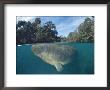 Dwest Indian Manatee, Split Level, Homosassa River, Florida, Usa by Jurgen Freund Limited Edition Print