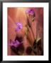 Purple Balloon Flowers by Eric Kamp Limited Edition Print