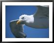 Close-Up Of Seagull Soaring Above With Wings Outstretched by Todd Gipstein Limited Edition Pricing Art Print