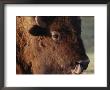 An American Bison Cleans Its Nose With Its Tongue by Annie Griffiths Belt Limited Edition Print