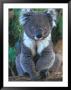 Koala, Australia by John & Lisa Merrill Limited Edition Print