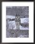 Churchill, Northern Manitoba, Canada In Winter by Keith Levit Limited Edition Print