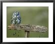 Tawny Owl, Perched On Public Footpath Sign, Scotland by Mark Hamblin Limited Edition Print