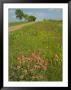 Paint Brush And Dirt Road, Cuero, Texas, Usa by Darrell Gulin Limited Edition Print