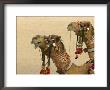 Decorated Camel In The Thar Desert, Jaisalmer, Rajasthan, India by Keren Su Limited Edition Print