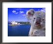 Portrayal Of Opera House And Koala, Sydney, Australia by Bill Bachmann Limited Edition Print