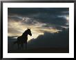 A Wild Horse Is Silhouetted By The Setting Sun Under Gathering Storm Clouds by Raymond Gehman Limited Edition Print