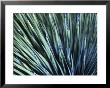 Dasylirion Wheeleri, Agave, St. Croix by Walter Bibikow Limited Edition Print