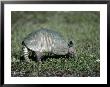 Nine-Banded Armadillo by Timothy O'keefe Limited Edition Print
