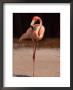 Pink Flamingo Standing by Larry Lipsky Limited Edition Print