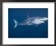Shortfin Mako Shark, And Pilot Fish, King Bank, North Island, New Zealand, South Pacific Ocean by Doug Perrine Limited Edition Print