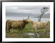 Highland Cows Courting And Grooming, Scotland by Ellen Anon Limited Edition Print