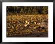 Cowboy Herding Horses by Ernest Manewal Limited Edition Print