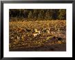 Cowboy Herding Horses by Ernest Manewal Limited Edition Print