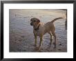 A Dog Waits For A Ball To Be Thrown Into The Ocean by Stacy Gold Limited Edition Pricing Art Print