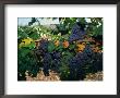 Grapes Growing At Mirassou Vineyards, San Jose, Usa by John Elk Iii Limited Edition Print