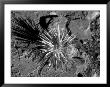 Black And White Infrared Image Of Plant And Rocks, Co, Nm by Susan A. Quinn Limited Edition Print
