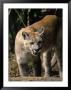 Florida Panther (Felis Concolor), Fl by Elizabeth Delaney Limited Edition Print