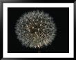 Close-Up Of A Dandelion That Has Gone To Seed by Brian Gordon Green Limited Edition Print
