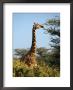 Reticulated Giraffe Eating Acacia, Samburu, Kenya by Michele Burgess Limited Edition Print