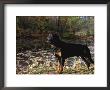Rottweiler Dog, Illinois, Usa by Lynn M. Stone Limited Edition Print
