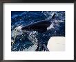 Great White Shark, Biting Cage, S.Africa by Gerard Soury Limited Edition Print