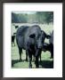 Bragus Bull by Ray Hendley Limited Edition Print