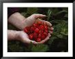 A Man Holding Salmonberries by Steve Raymer Limited Edition Pricing Art Print
