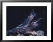 Krill Are The Primary Member Of The Antarctic Marine Food Chain by Bill Curtsinger Limited Edition Print