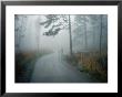 A Woman Leads Her Toddler Down A Paved Trail In The Fog by Randy Olson Limited Edition Print