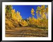 Gravel Road With Autumn Color, San Juan National Forest, Colorado, Usa by Chuck Haney Limited Edition Print