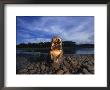 Close View Of A Caiman With Gaping Jaws by Joel Sartore Limited Edition Pricing Art Print