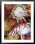 Protea Flower Design, Maui, Hawaii, Usa by Darrell Gulin Limited Edition Print