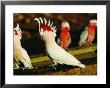 Major Mitchell Cockatoos (Cacatua Leadbeaters), Currawinya National Park, Queensland, Australia by Mitch Reardon Limited Edition Print