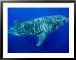 Whale Shark, Galapagos Islands National Park, Ecuador by Stuart Westmoreland Limited Edition Pricing Art Print