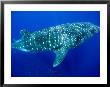 Whale Shark, Galapagos Islands National Park, Ecuador by Stuart Westmoreland Limited Edition Print