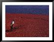 Cranberry Harvest, Middleboro, Massachusetts, Usa by Rob Tilley Limited Edition Print