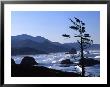 Cannon Beach From Ecola State Park, Oregon, Usa by Janell Davidson Limited Edition Print