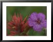 Indian Paintbrush And Wild Geranium (Right) by Norbert Rosing Limited Edition Pricing Art Print