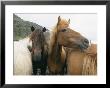 Horses Stand Close To One Another by Sisse Brimberg Limited Edition Pricing Art Print