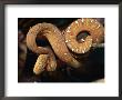A Captive Amazon Emerald Tree Boa Coils Itself Around A Branch by Roy Toft Limited Edition Print