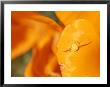 A Goldenrod Spider Waits For Prey On A California Poppy Flower by Rich Reid Limited Edition Print