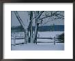 Snow Blankets A Tree And Birdhouse by Raymond Gehman Limited Edition Print